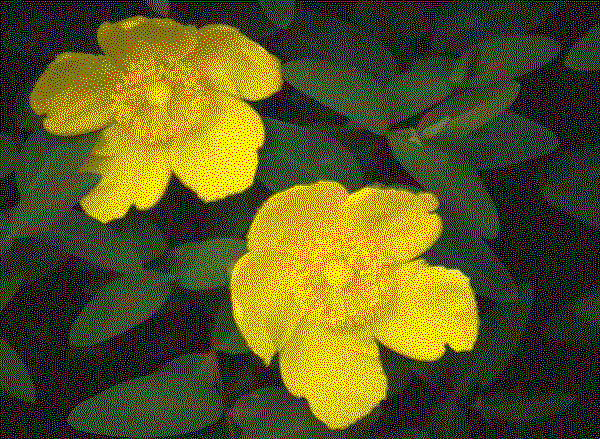 area of drawing - unknown flower ( yellow ).